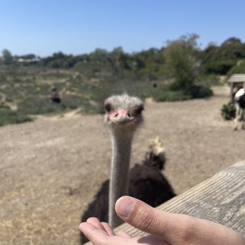 Ostrichland USA - Attraction Farms Near Me - Solvang, California Ostrichland USA - Attraction Farms Near Me - Solvang, California