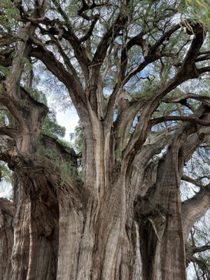 Tree of Tule by null