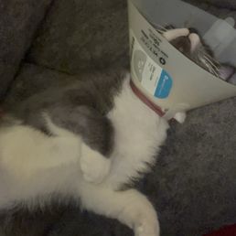 Him not accepting the cone of shame