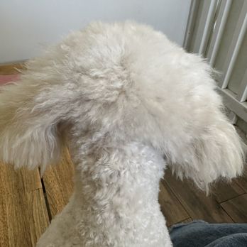 Luckys - Pet Groomers Near Me - Santa Monica, California