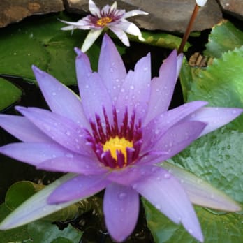 Rosemary Garrison Private Yoga Instructor - Lotus - Yoga Near Me - San Francisco, California Rosemary Garrison Private Yoga Instructor - Lotus - Yoga Near Me - San Francisco, California