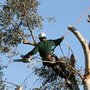 Photo of Pauleys Tree Service