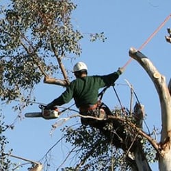 Pauleys Tree Service