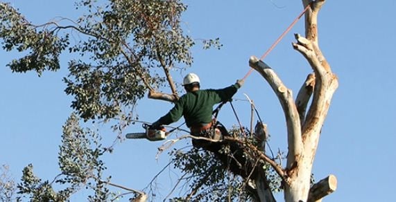 Pauleys Tree Service - tree service in Buffalo, NY