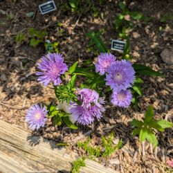 Marshall Native Gardens