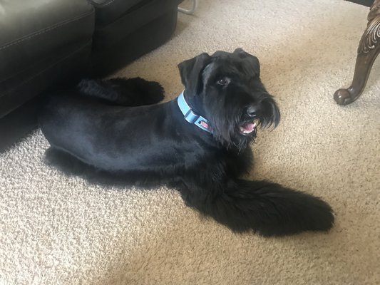 pink poodle converse