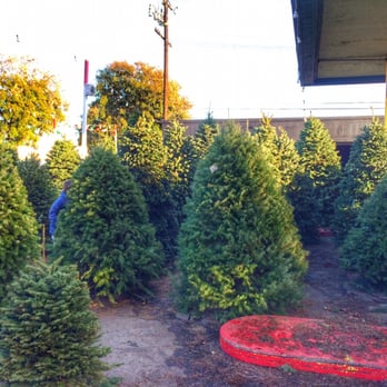Shawn's Christmas Trees - Tree selection - Christmas Trees Near Me - Culver City, California Shawn's Christmas Trees - Tree selection - Christmas Trees Near Me - Culver City, California