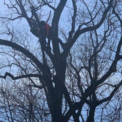 Northeast Pruning & Tree