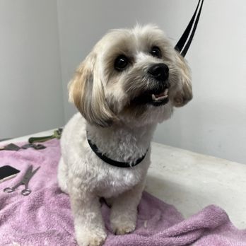 Calm Specialty Grooming - Pet Groomers Near Me - Alpine, California