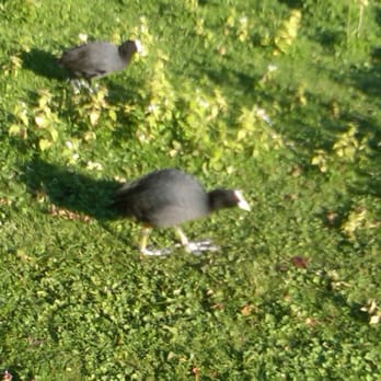 St James's Park - Parks Near Me St James's Park - Parks Near Me