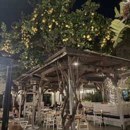 35 years old lemon tree 35 years old lemon tree