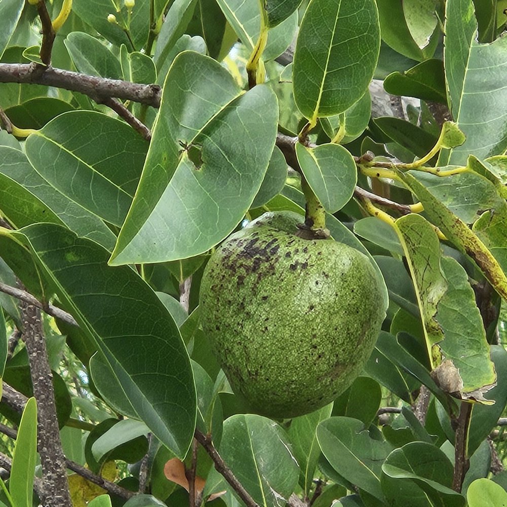 Shark Valley Tram Tours - Swamp apple - Tours Near Me - Miami, Florida