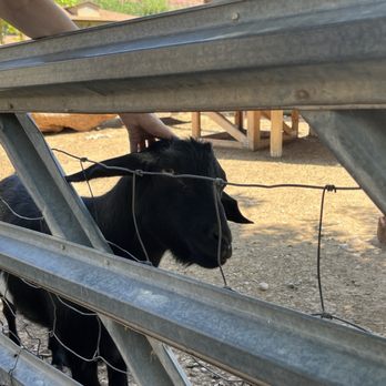 Bumbleberry Inn - Farm animals on site - Hotels Near Me - Springdale, Utah