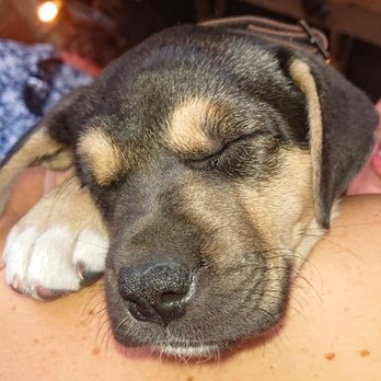 Iron Oaks Winery - Adorable puppy - Wine Tasting Room Near Me - Paso Robles, California Iron Oaks Winery - Adorable puppy - Wine Tasting Room Near Me - Paso Robles, California
