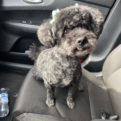 Fancy Paws - Kona
