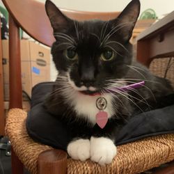Capital Cat Sitters