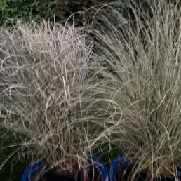 Grasses purchased Sunday evening. Picture taken Wed evening. Grasses purchased Sunday evening. Picture taken Wed evening.