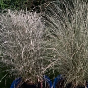 Linton's Enchanted Gardens - Grasses purchased Sunday evening. Picture taken Wed evening. - Landscape Architects or Designers Near Me - Elkhart, Indiana Linton's Enchanted Gardens - Grasses purchased Sunday evening. Picture taken Wed evening. - Landscape Architects or Designers Near Me - Elkhart, Indiana