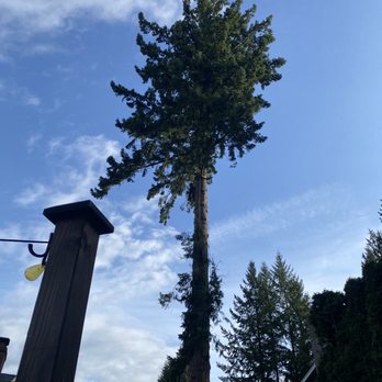 Taylors Snohomish Tree Service - Tree Services Near Me - Snohomish, Washington Taylors Snohomish Tree Service - Tree Services Near Me - Snohomish, Washington