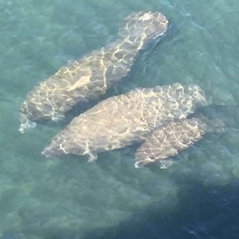 Manatee Lagoon - Aquariums Near Me - West Palm Beach, Florida Manatee Lagoon - Aquariums Near Me - West Palm Beach, Florida