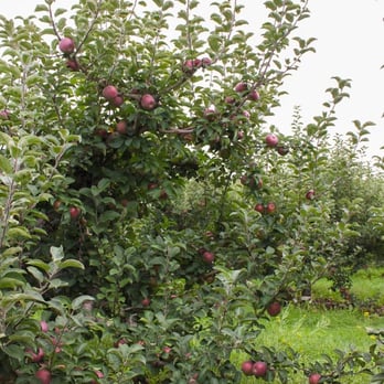 Wellwood Orchards - Farmers Market Near Me - Springfield, Vermont