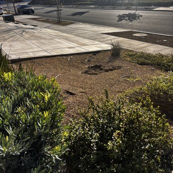 Alejandro's Tree Service - After - Tree Services Near Me Alejandro's Tree Service - After - Tree Services Near Me