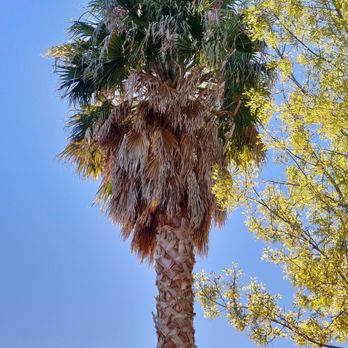 Alex Tree Service - Before - Tree Services Near Me Alex Tree Service - Before - Tree Services Near Me