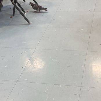 Desert Oasis High School - A picture of a pigeon in the school cafeteria - Middle Schools & High Schools Near Me - Las Vegas, Nevada Desert Oasis High School - A picture of a pigeon in the school cafeteria - Middle Schools & High Schools Near Me - Las Vegas, Nevada