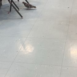 Desert Oasis High School - A picture of a pigeon in the school cafeteria