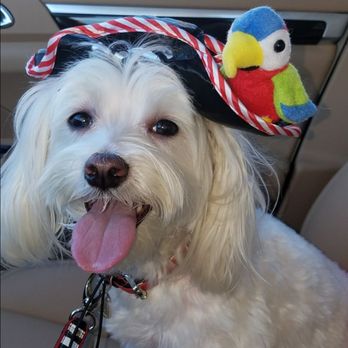 Petrock Hotel And Spa - Petrock's Halloween Party! It was a hit - Pet Sitting Near Me - Encino, California Petrock Hotel And Spa - Petrock's Halloween Party! It was a hit - Pet Sitting Near Me - Encino, California