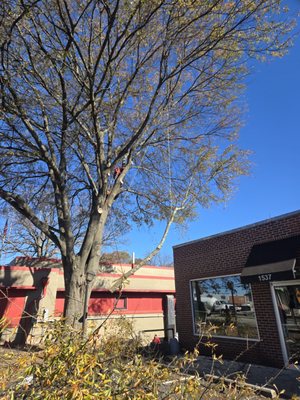 Silver Axe Tree Experts on Yelp