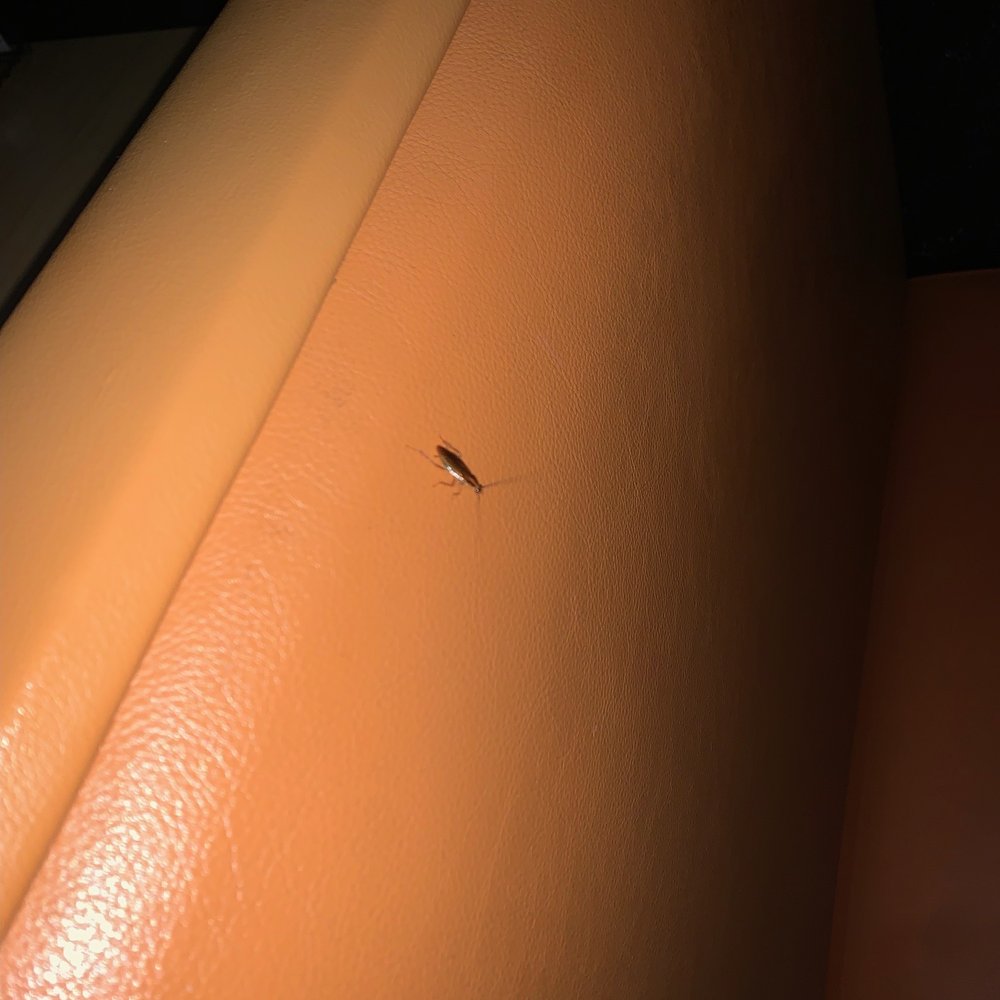 Buffalo Wild Wings - ROACHES - Chicken Wings Near Me - Pearland, Texas Buffalo Wild Wings - ROACHES - Chicken Wings Near Me - Pearland, Texas