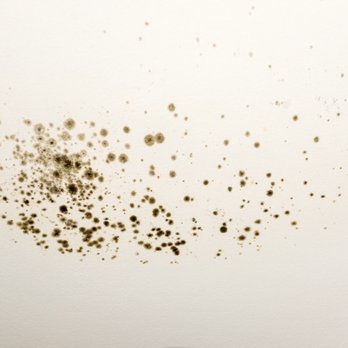 Odor Masters - Black mold - Carpet Cleaning Near Me Odor Masters - Black mold - Carpet Cleaning Near Me