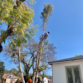 Celis Tree Service - The crew at work - Tree Services Near Me Celis Tree Service - The crew at work - Tree Services Near Me