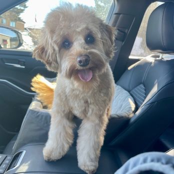 Pawsh - Pet Groomers Near Me - Parker, Colorado Pawsh - Pet Groomers Near Me - Parker, Colorado