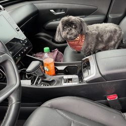 Wareham helping Wareham | My pets groomer, Jacks R Wild is closed, my ...