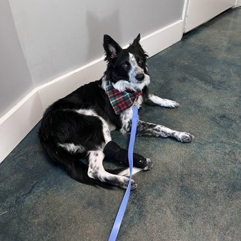 Petsadena Animal Hospital - Veterinarians Near Me - Pasadena, California