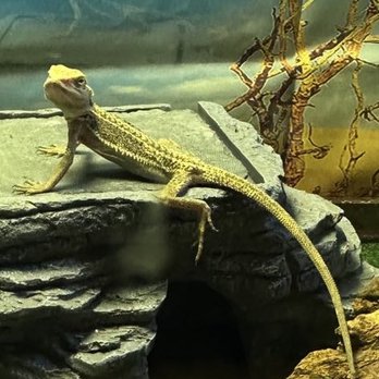 Scales 'N Tails Phoenix West - Baby Gumby - Reptile Shops Near Me - Phoenix, Arizona Scales 'N Tails Phoenix West - Baby Gumby - Reptile Shops Near Me - Phoenix, Arizona