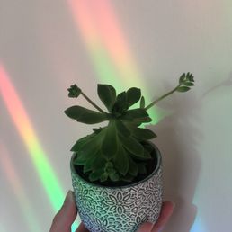 My new baby succulent! I don't even like succulents very much, but I had to get this cutie. Pot from elsewhere. :)
