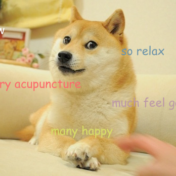 Abba Anderson Acupuncture - Shiba Inus loves acupuncture! - Traditional Chinese Medicine Near Me - Springfield, Missouri Abba Anderson Acupuncture - Shiba Inus loves acupuncture! - Traditional Chinese Medicine Near Me - Springfield, Missouri