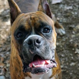 a brown and white boxer dog