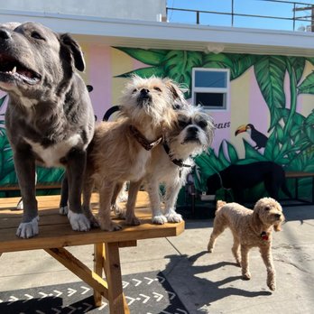Yo Dog Walker - daycare! We keep a high human to dog ratio. Only sweeties allowed! - Dog Walkers Near Me Yo Dog Walker - daycare! We keep a high human to dog ratio. Only sweeties allowed! - Dog Walkers Near Me