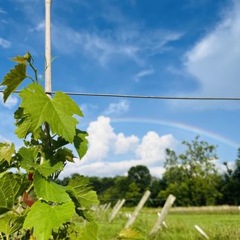 The Rejoicing Vine - Rainbow over the grapevines in the vineyard at The Rejoicing Vine - Wineries Near Me - Indianapolis, Indiana The Rejoicing Vine - Rainbow over the grapevines in the vineyard at The Rejoicing Vine - Wineries Near Me - Indianapolis, Indiana