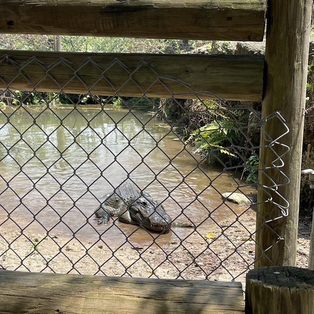 Alligator