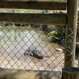 Alligator Alligator