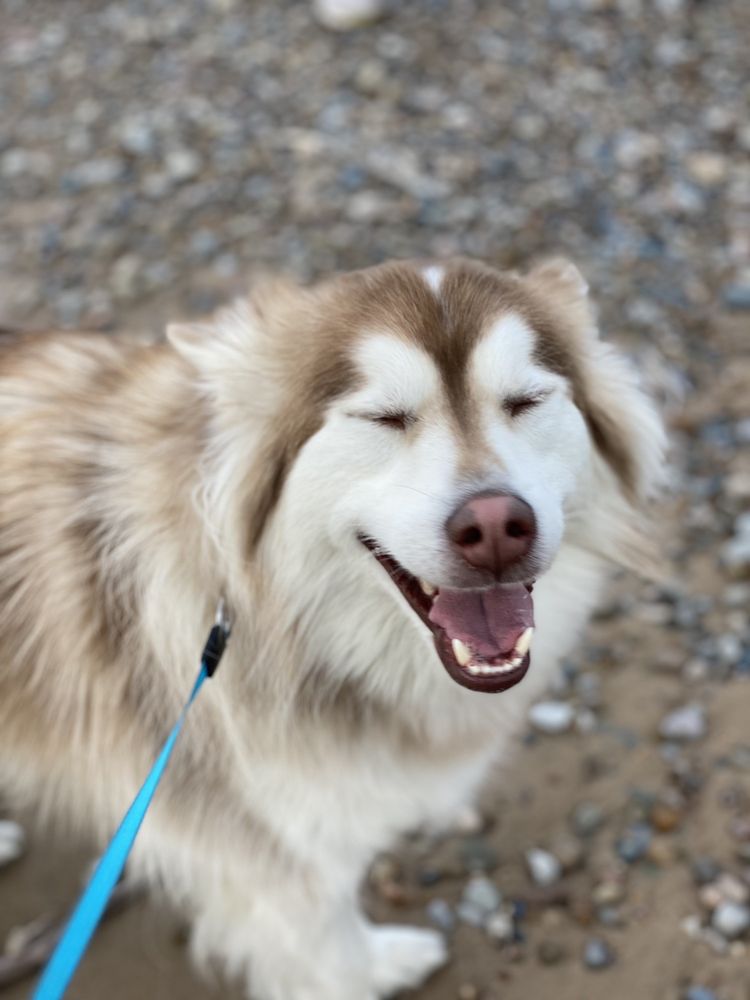 PORTER COUNTY PET CLINIC Updated August 2024 23 Photos & 10 Reviews