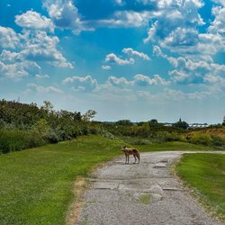 Harborside International - Port Course - Coyote