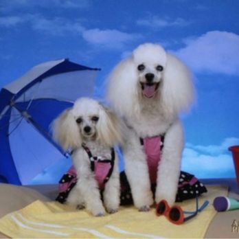 Lakeside Paws Pet Grooming and Boarding - Pet Groomers Near Me - Waterloo, South Carolina Lakeside Paws Pet Grooming and Boarding - Pet Groomers Near Me - Waterloo, South Carolina
