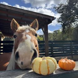 NCEFT - National Center For Equine Facilitated Therapy
