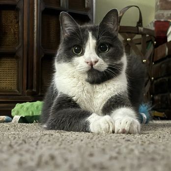 BluePearl Pet Hospital - Freud. My beautiful Freud. 2018-2026. - Veterinarians Near Me - Washington, Pennsylvania BluePearl Pet Hospital - Freud. My beautiful Freud. 2018-2026. - Veterinarians Near Me - Washington, Pennsylvania